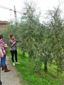 A tour of the farm includes examination of the near-ripe olives...